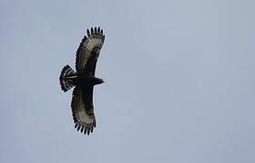 Long-crested Eagle