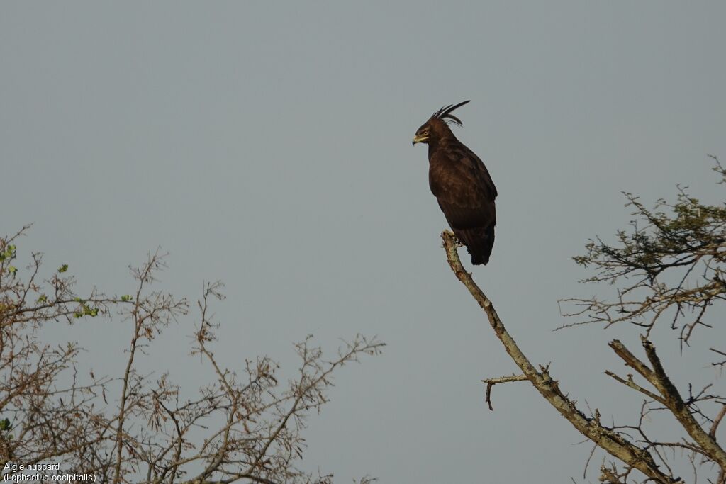 Long-crested Eagle