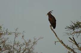 Long-crested Eagle