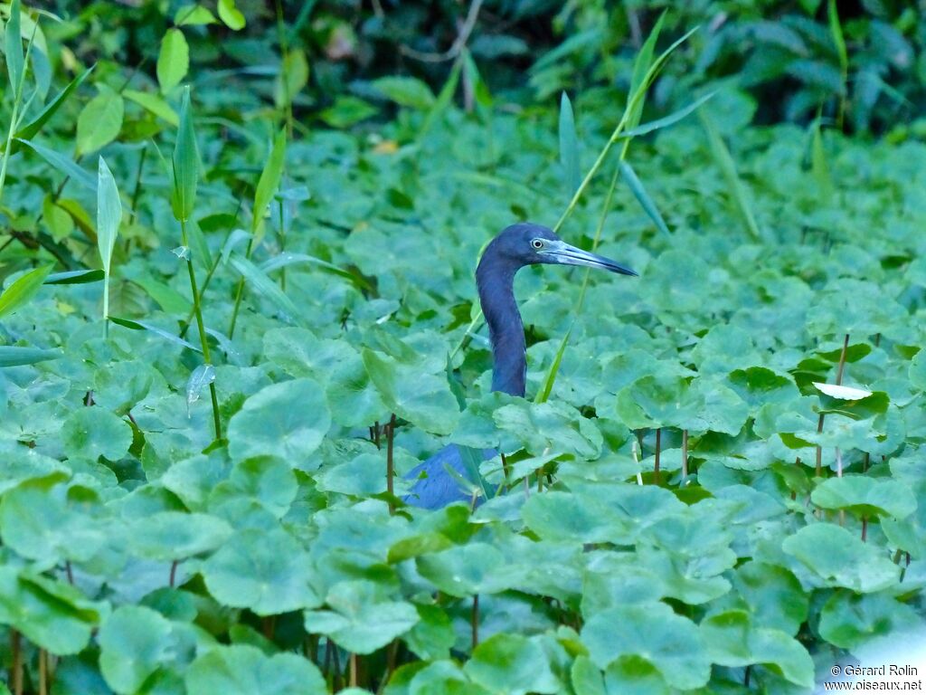 Little Blue Heron