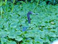 Aigrette bleue