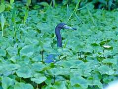 Little Blue Heron