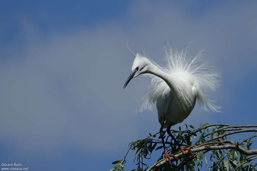 Little Egretadult breeding, courting display