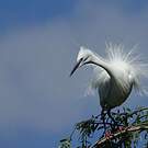 Little Egret