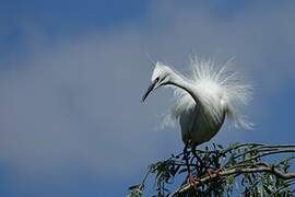 Little Egret