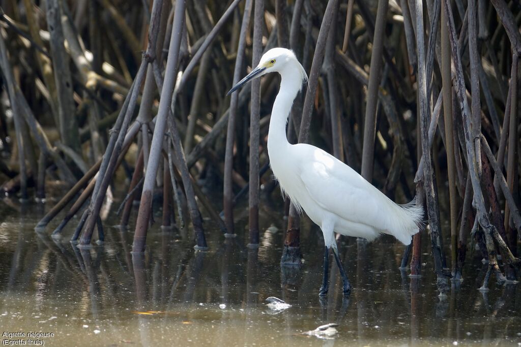 Snowy Egret