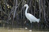 Aigrette neigeuse