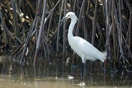 Snowy Egret