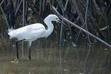 Aigrette neigeuse