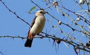 White-headed Buffalo Weaver