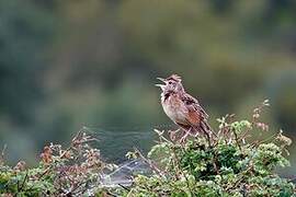 Rufous-naped Lark