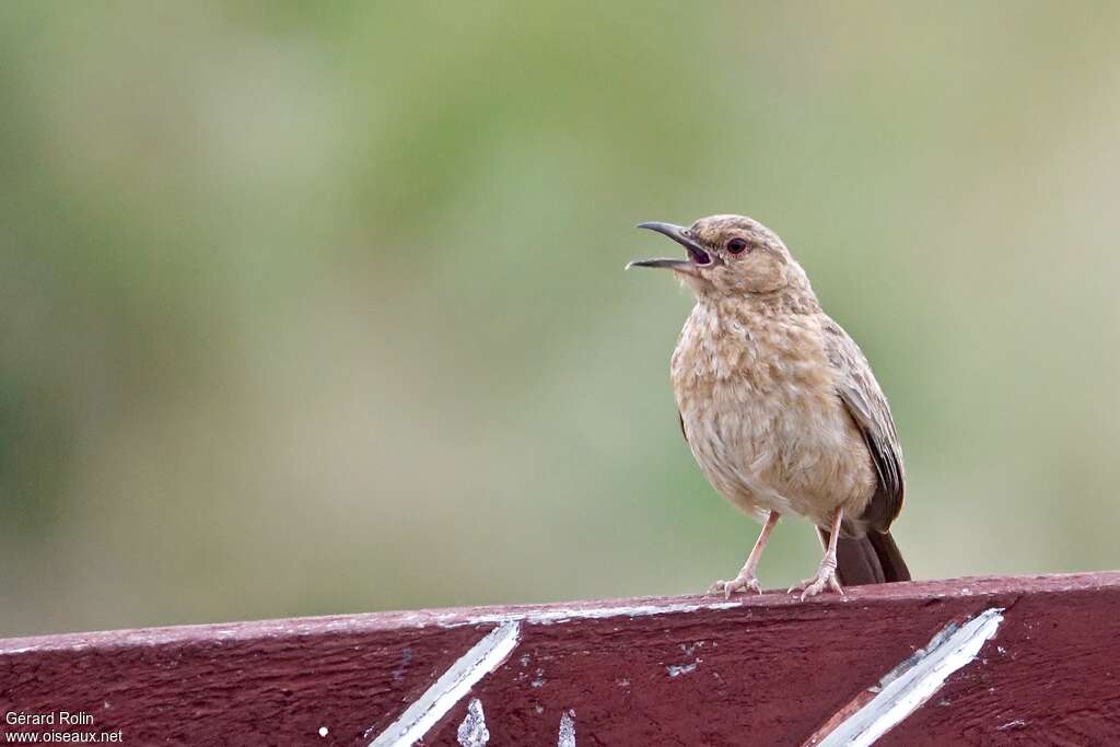 Pink-breasted Lark