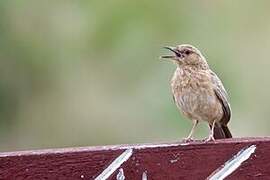 Pink-breasted Lark