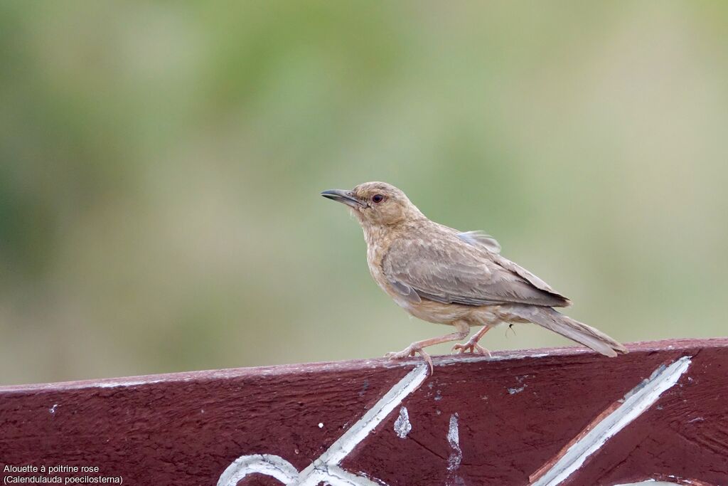 Pink-breasted Lark