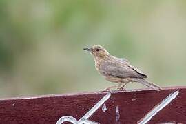 Pink-breasted Lark