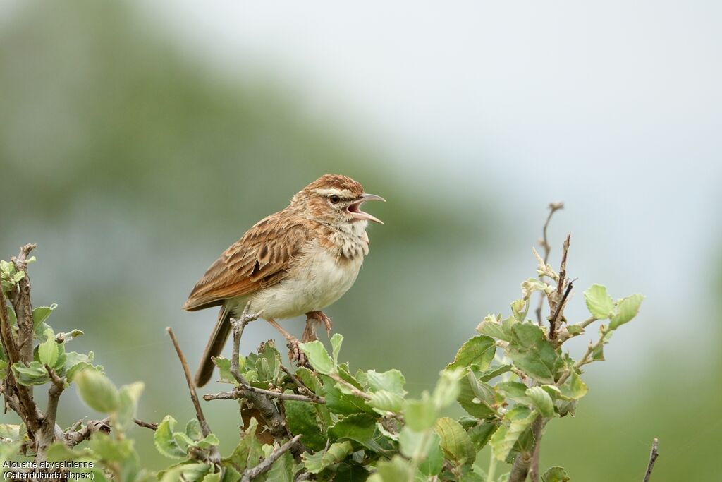 Alouette abyssinienneadulte, habitat, pigmentation, chant