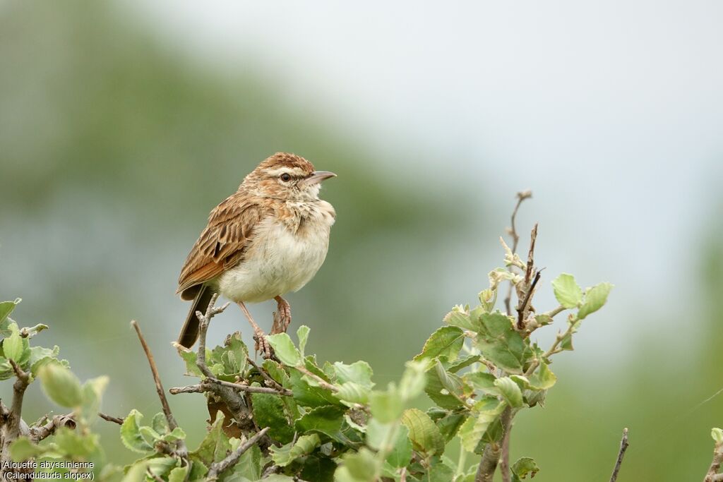 Foxy Lark