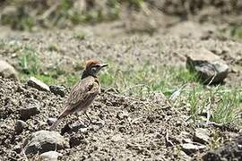 Red-capped Lark