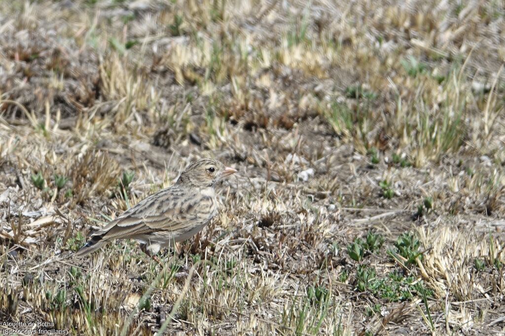 Botha's Lark