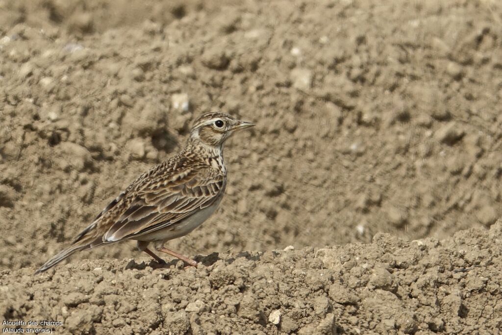 Eurasian Skylark