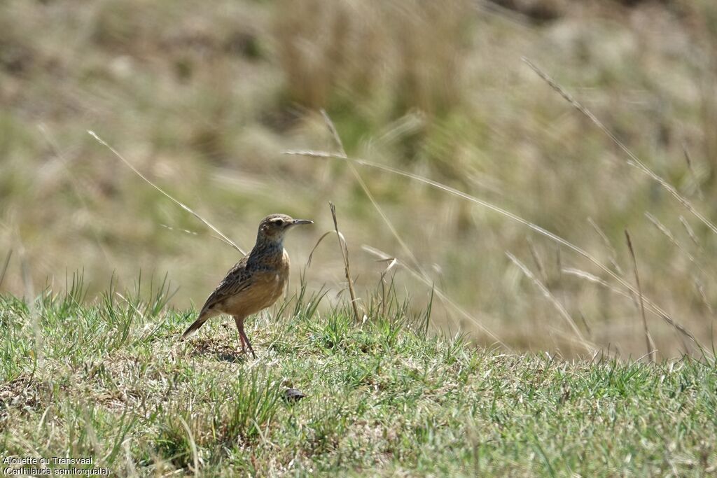 Eastern Long-billed Lark