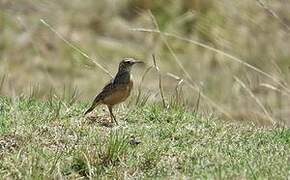 Eastern Long-billed Lark