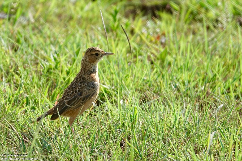 Spike-heeled Lark