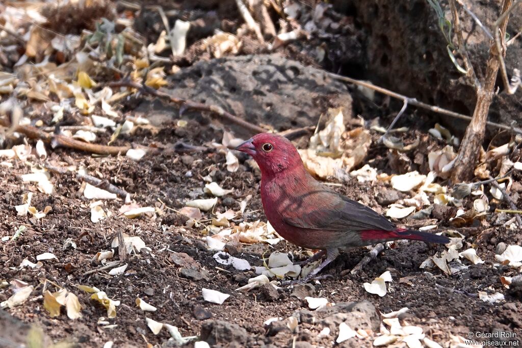 Red-billed Firefinch