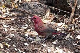 Red-billed Firefinch