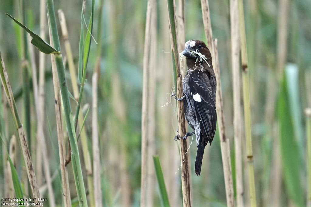 Thick-billed Weaver