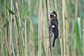 Thick-billed Weaver