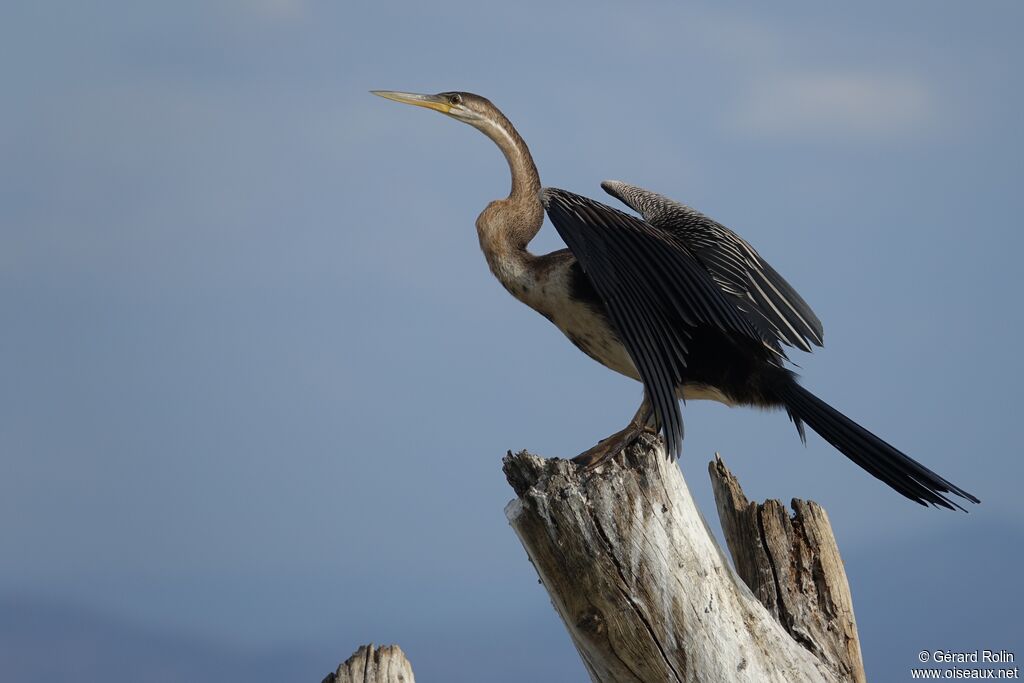 Anhinga d'Afrique