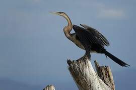 Anhinga d'Afrique