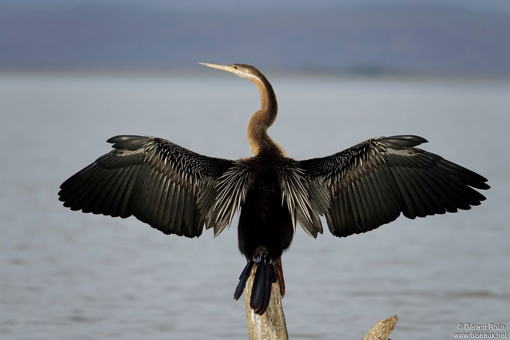 African Darter