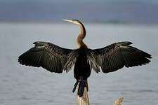 Anhinga d'Afrique