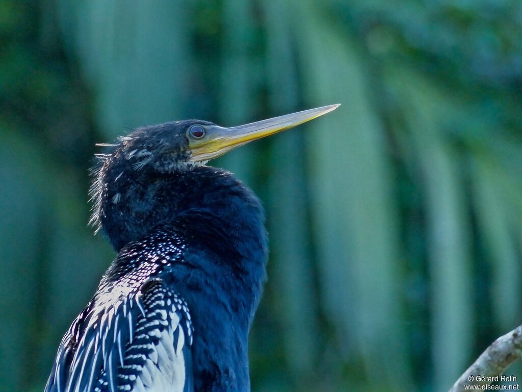 Anhinga d'Amérique