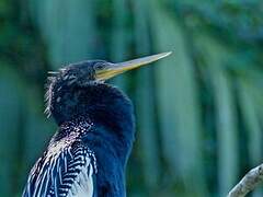 Anhinga