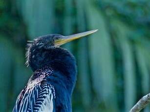 Anhinga d'Amérique