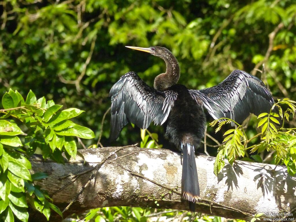 Anhinga d'Amérique