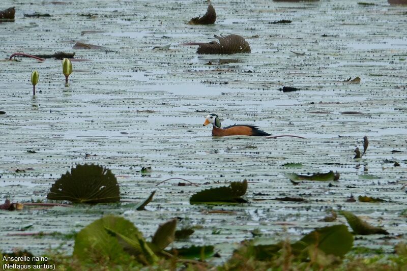 African Pygmy Goose male
