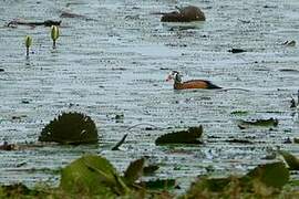 African Pygmy Goose