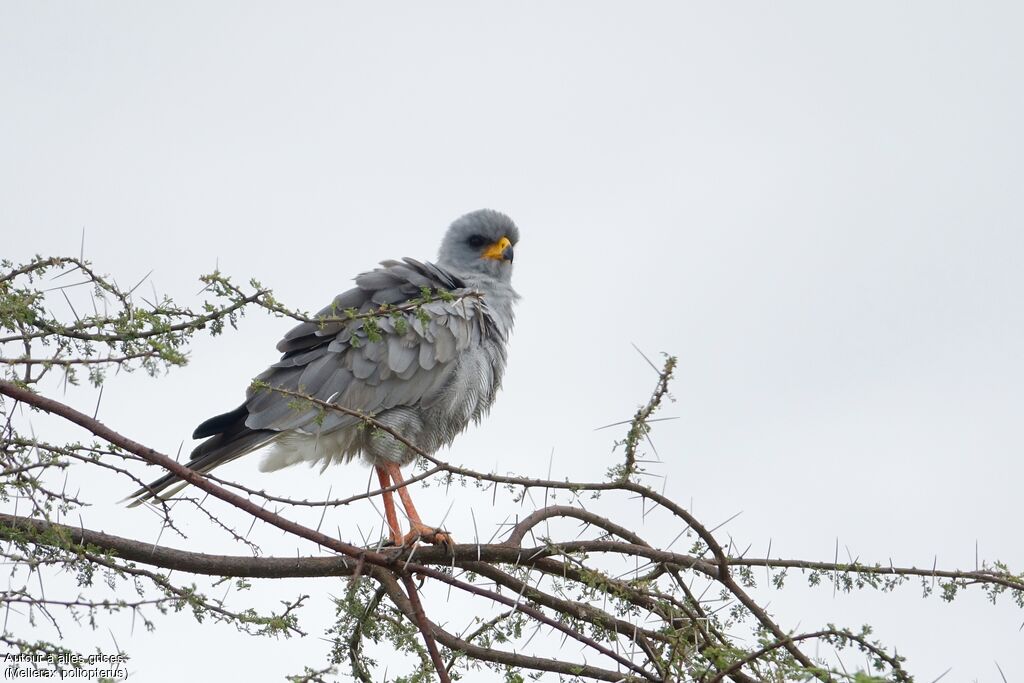 Autour à ailes grises