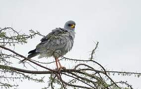 Eastern Chanting Goshawk