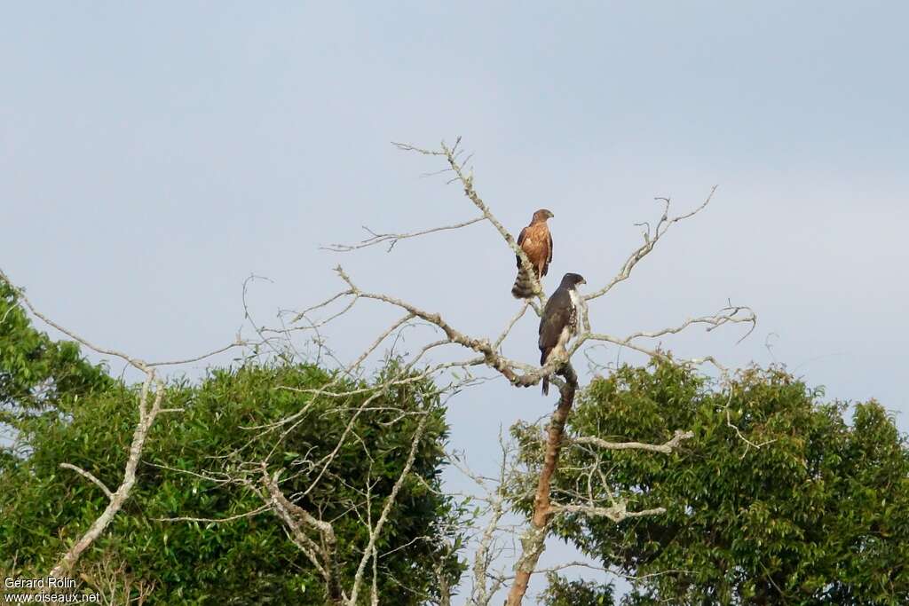 Black Sparrowhawk