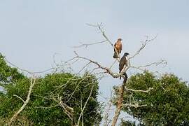 Black Sparrowhawk