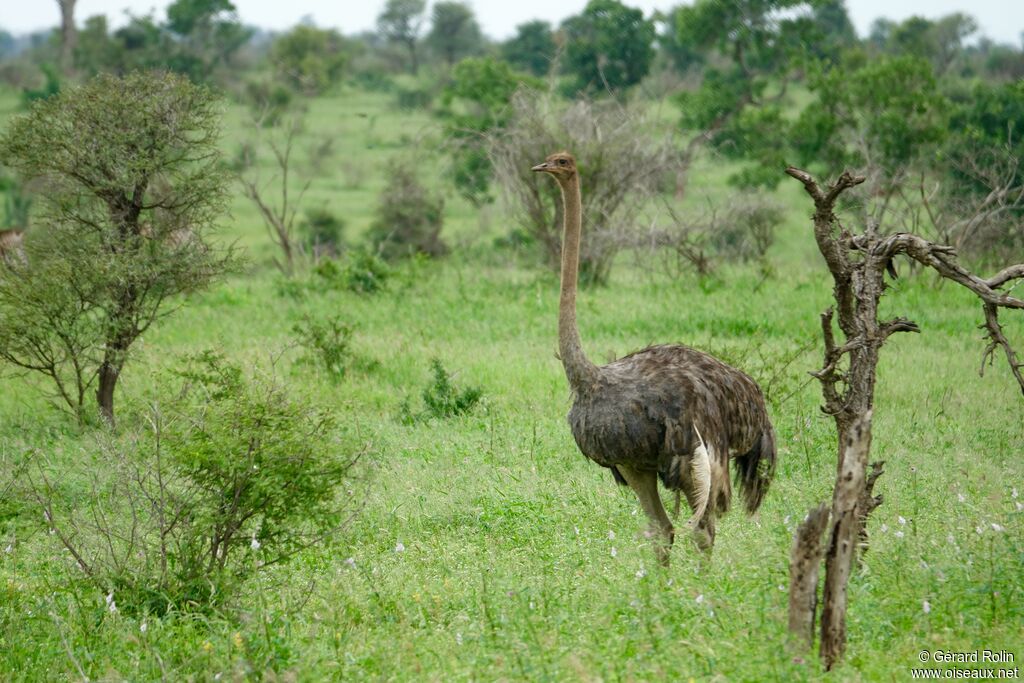 Autruche d'Afrique