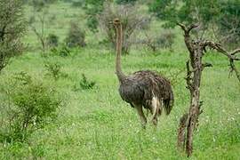 Common Ostrich