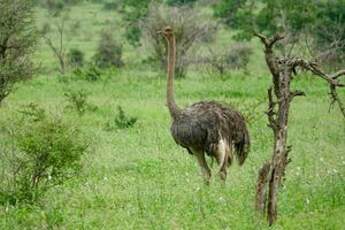 Autruche d'Afrique