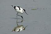 Avocette élégante