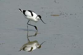 Pied Avocet